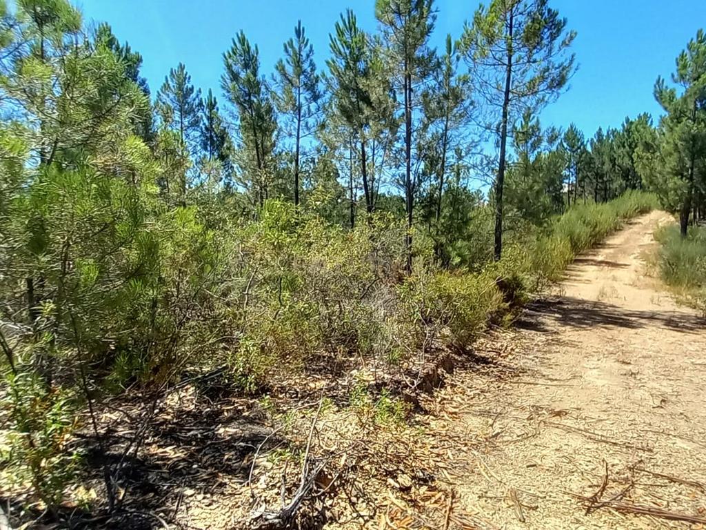 Terreno rustico com 10800m2 em Vale da Pereira - Image 1