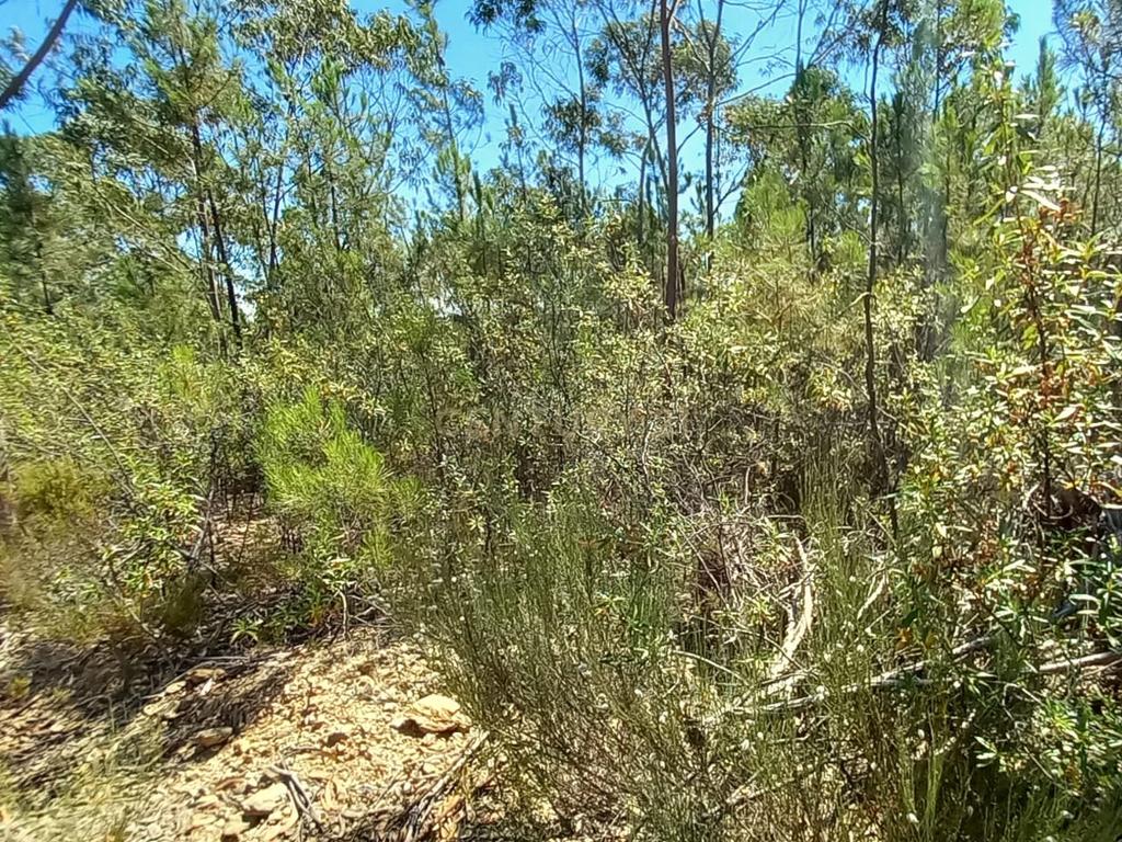Terreno rustico com 10800m2 em Vale da Pereira - Image 2