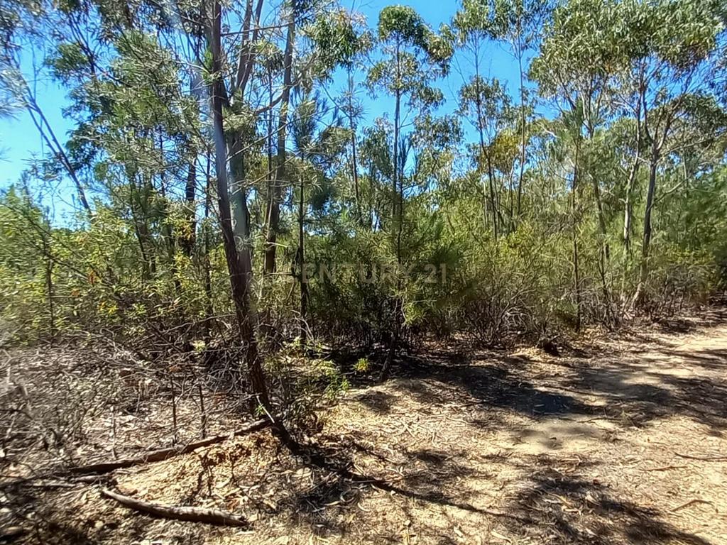 Terreno rustico com 10800m2 em Vale da Pereira - Image 7