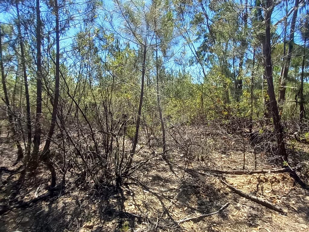 Terreno rustico com 10800m2 em Vale da Pereira - Image 3