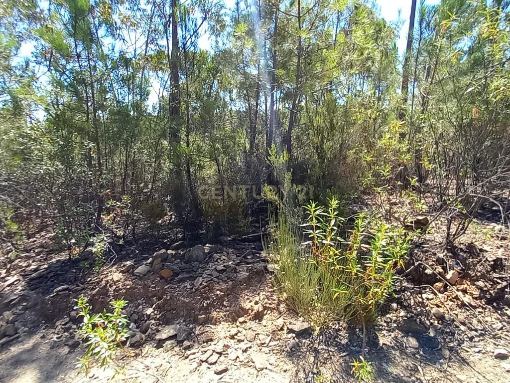 Terreno rustico com 10800m2 em Vale da Pereira - Image 4
