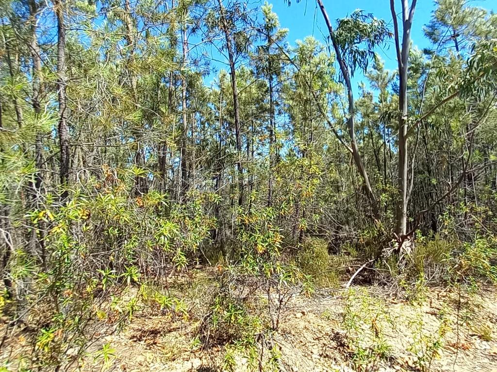 Terreno rustico com 5880m2 em Vale da Pereira - Image 4