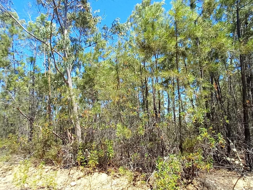 Terreno rustico com 5880m2 em Vale da Pereira - Image 3