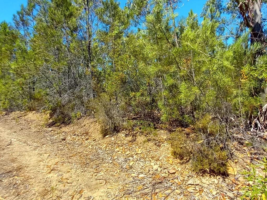 Terreno rustico com 5880m2 em Vale da Pereira - Image 16