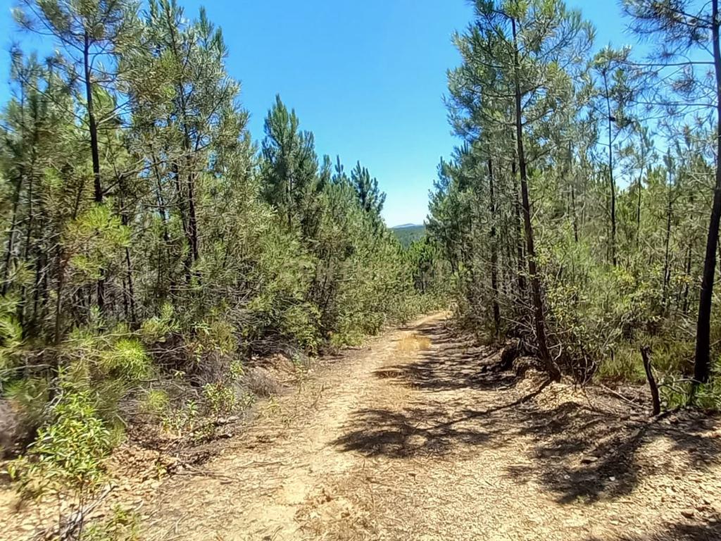 Terreno rustico com 5880m2 em Vale da Pereira - Image 15