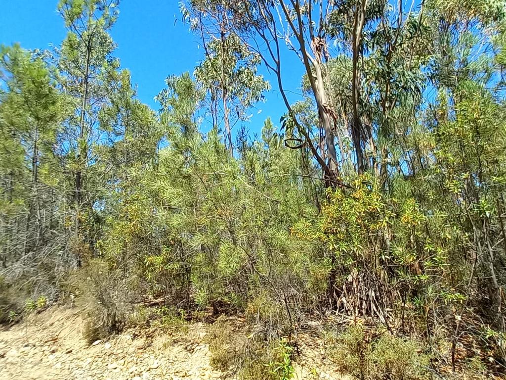 Terreno rustico com 5880m2 em Vale da Pereira - Image 13