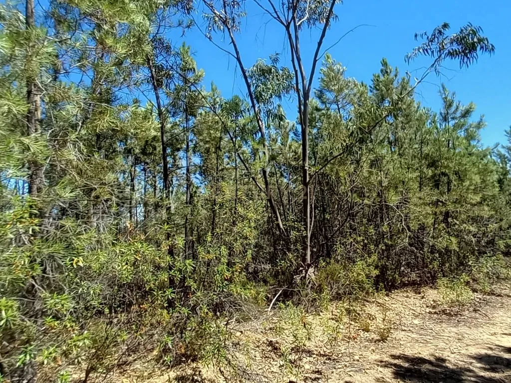 Terreno rustico com 5880m2 em Vale da Pereira - Image 17