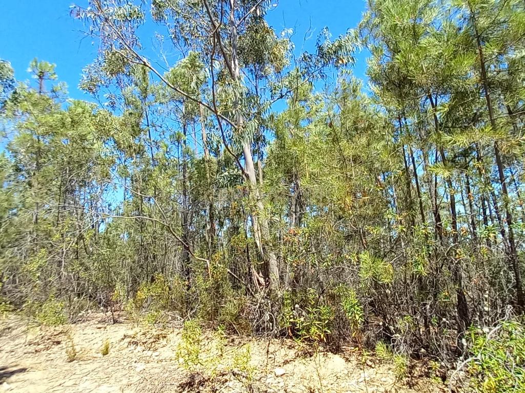 Terreno rustico com 5880m2 em Vale da Pereira - Image 2