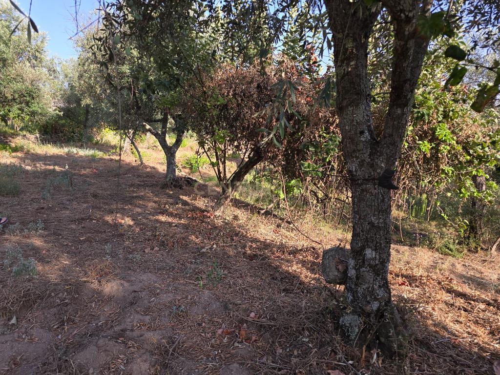 Terreno Rústico em Castelo Novo, Fundão - 2311m² por 19900€ - Image 9