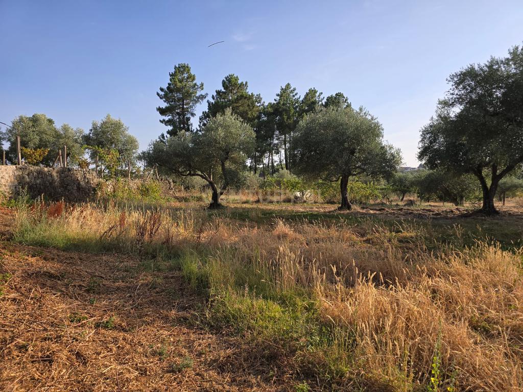Terreno Rústico em Castelo Novo, Fundão - 2311m² por 19900€ - Image 12