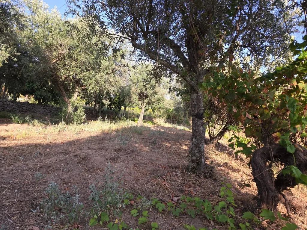 Terreno Rústico em Castelo Novo, Fundão - 2311m² por 19900€ - Image 10