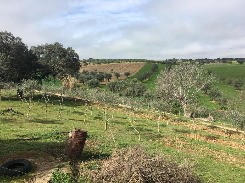 Monte Em Sousel - Image 14
