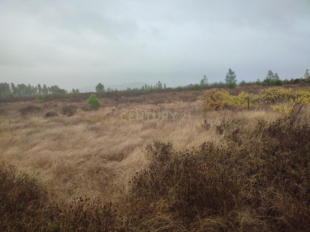 Terreno Rústico com 14.000m2, Chã da Vâ, Castelo Branco - Image 7