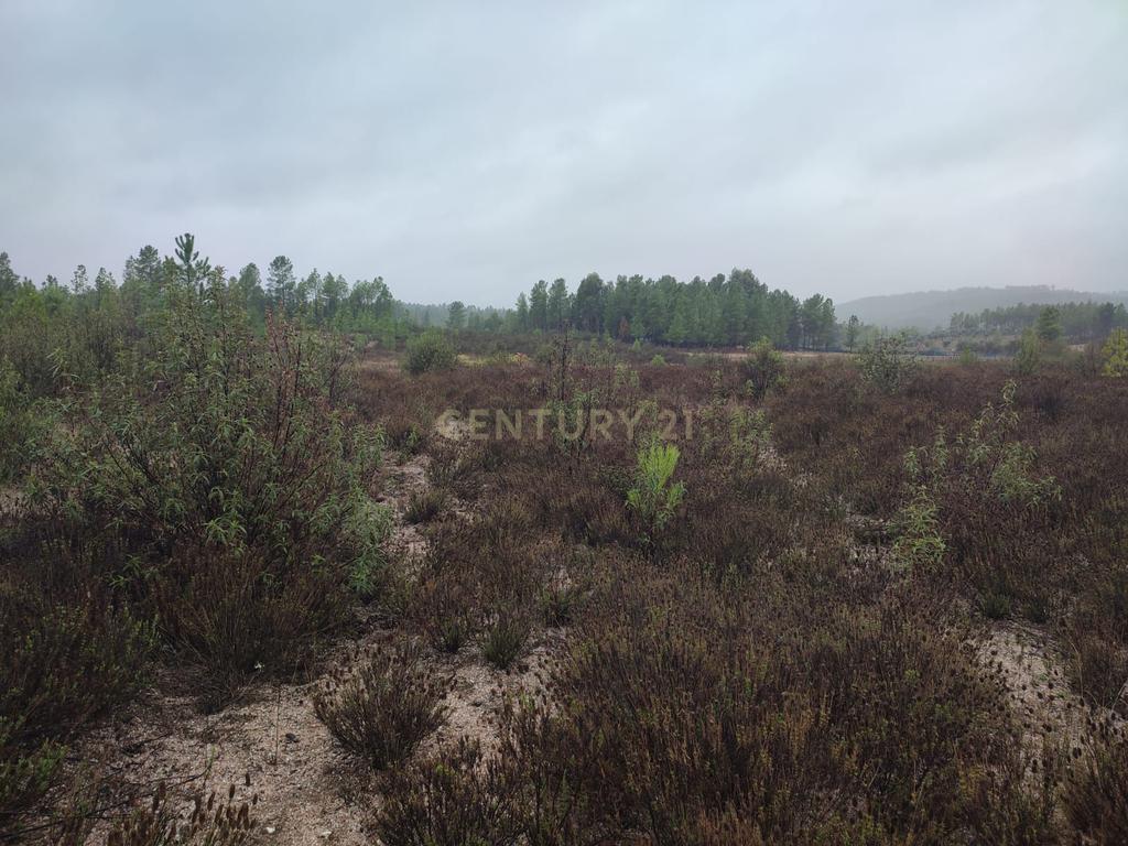 Terreno Rústico com 14.000m2, Chã da Vâ, Castelo Branco - Image 10