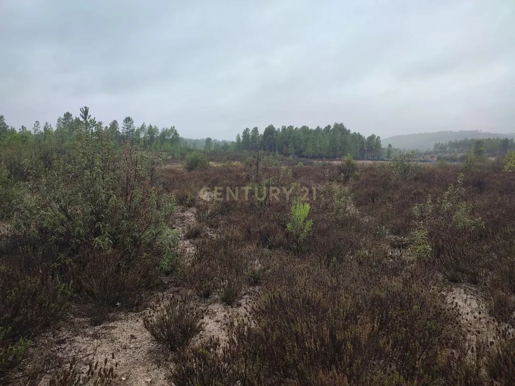 Terreno Rústico com 14.000m2, Chã da Vâ, Castelo Branco - Image 10