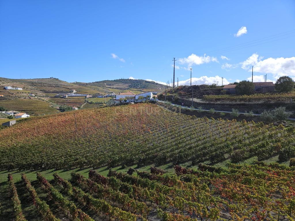 Moradia no Coração do Douro, Ervedosa do Douro - Image 35