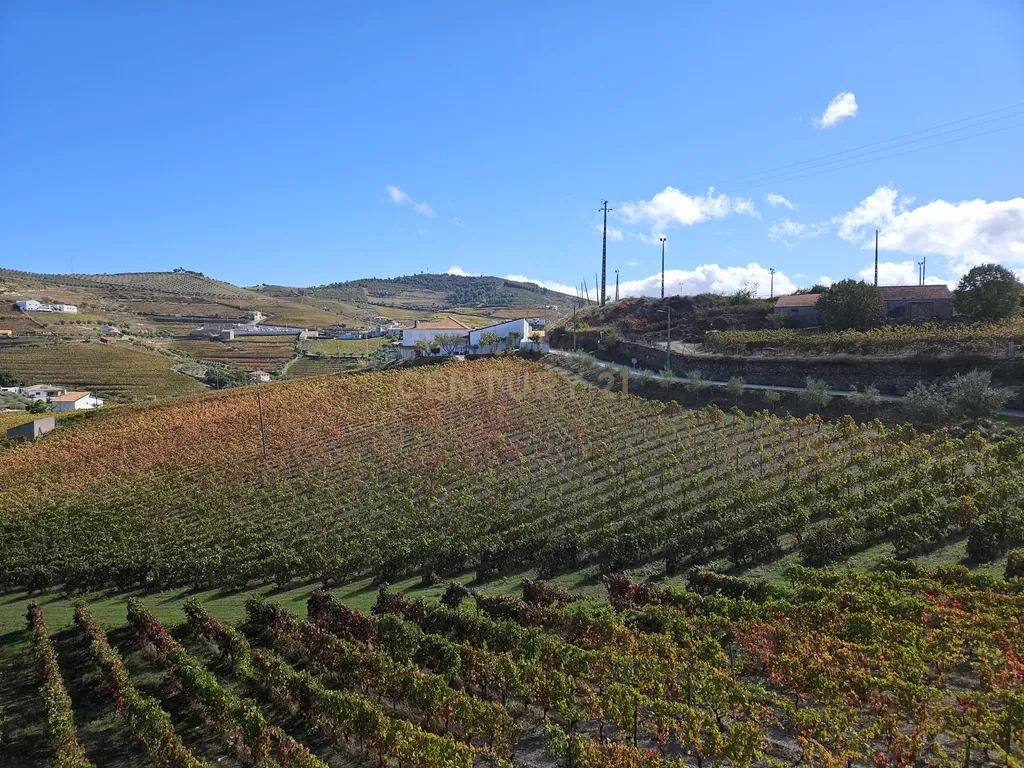 Moradia no Coração do Douro, Ervedosa do Douro - Image 35