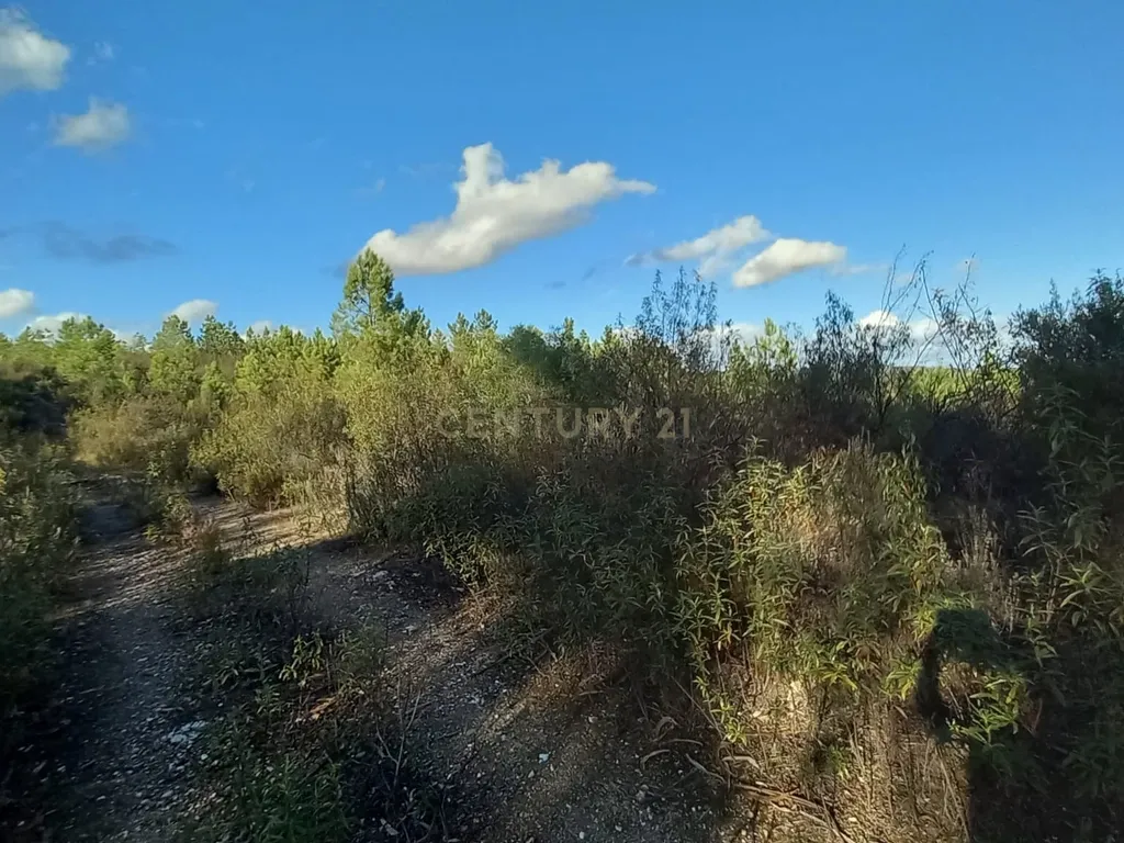 Terreno Rustico Atalaia-Sarnadas de Rodão - Image 6