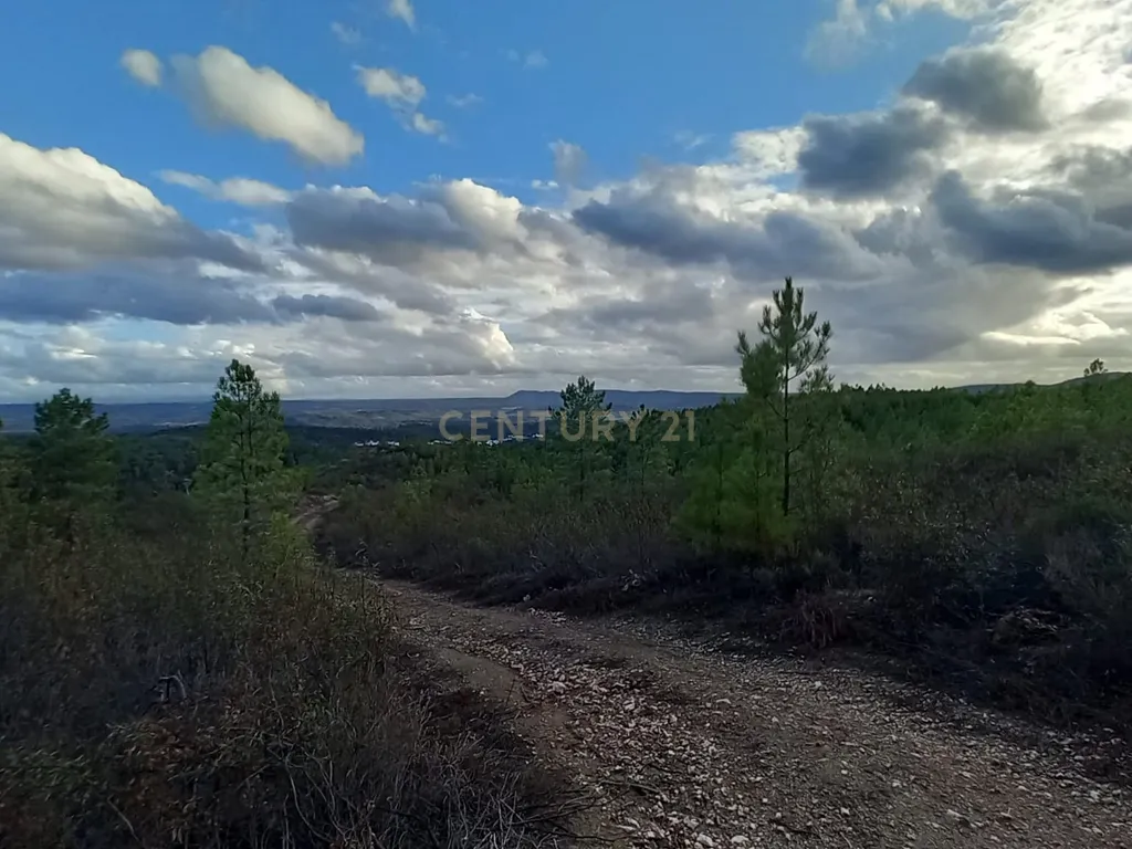 Terreno Rustico Atalaia-Sarnadas de Rodão - Image 22