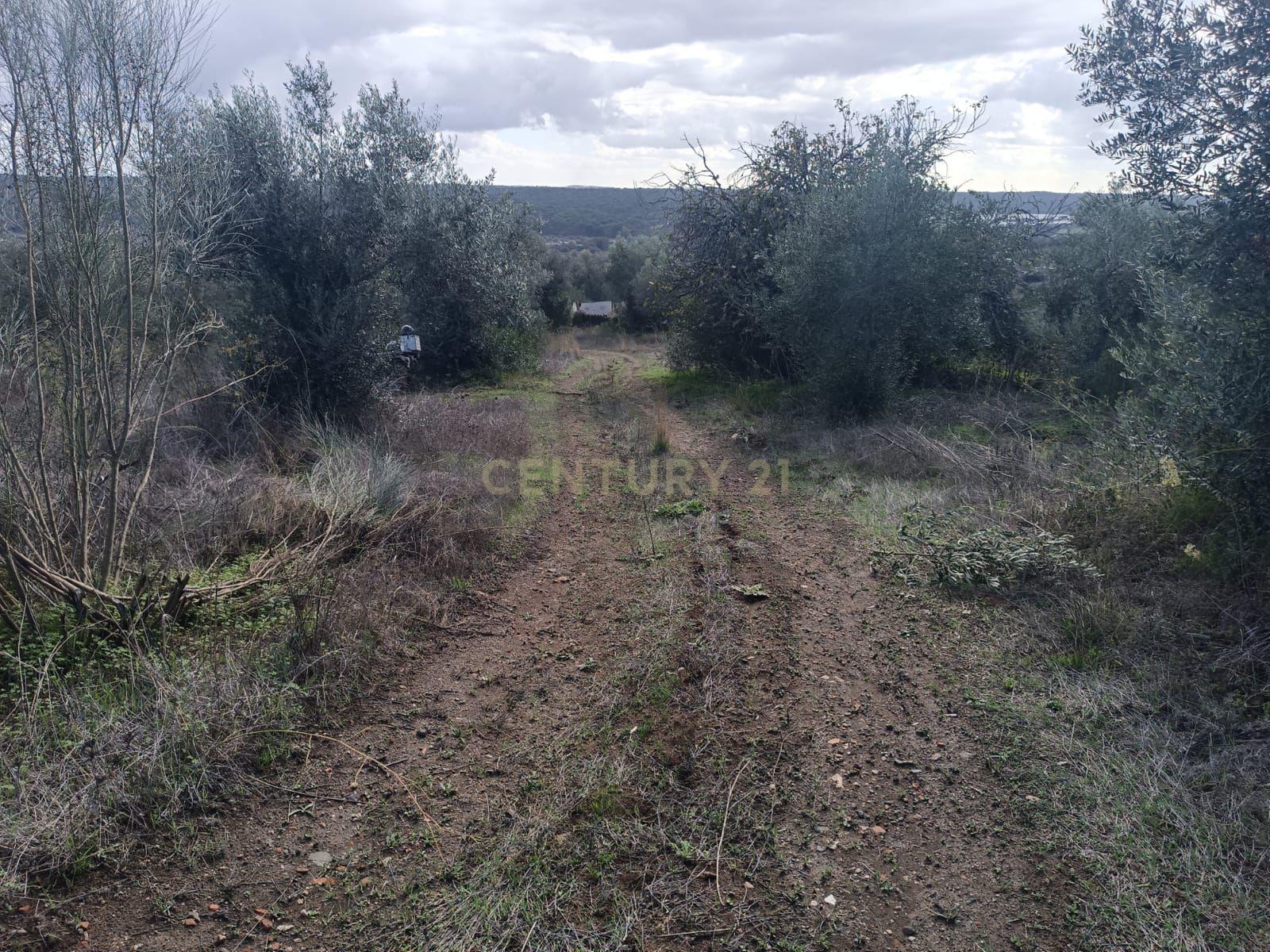 Terreno perto da Barragem de Montargil - Image 11