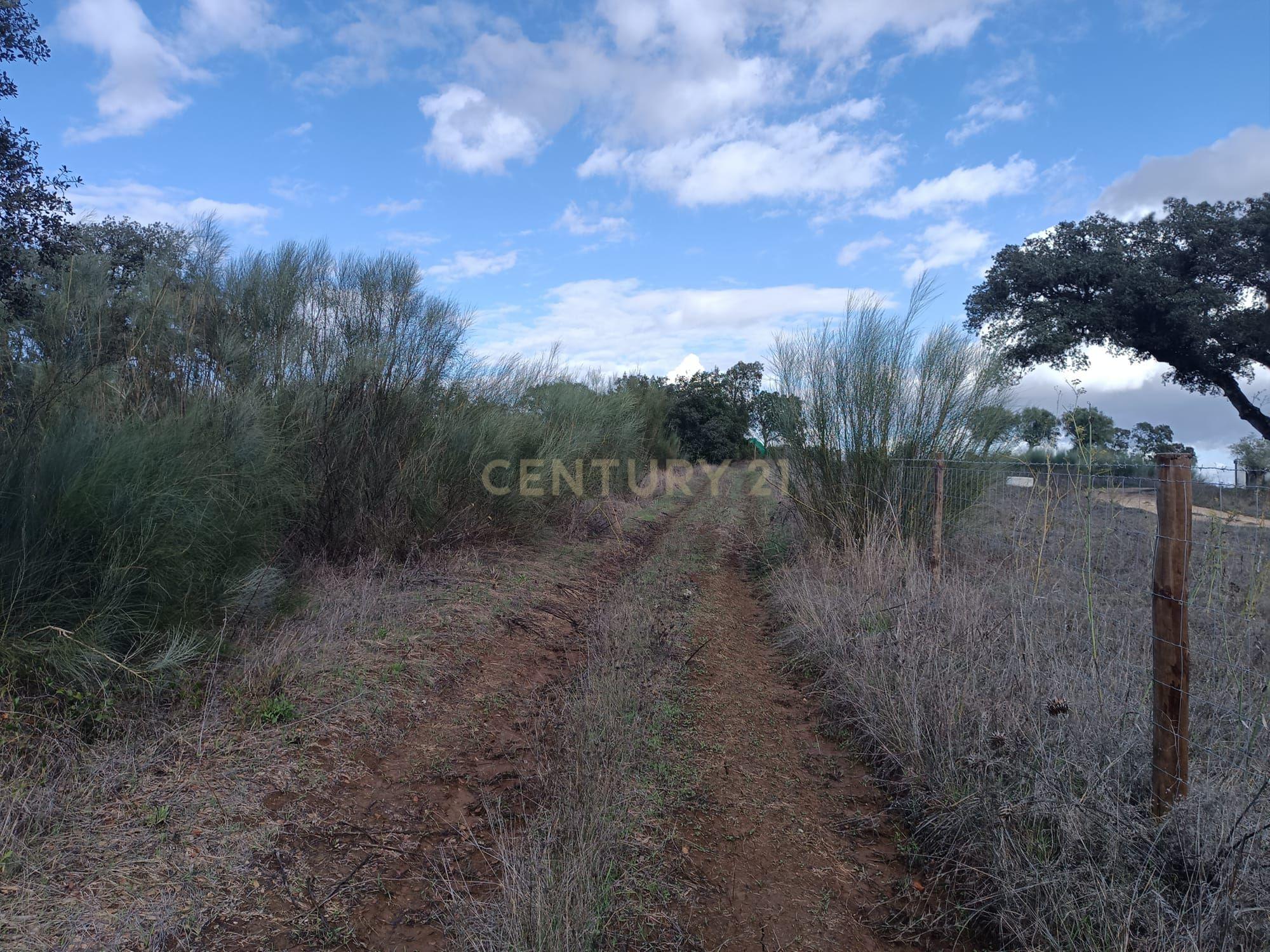 Terreno perto da Barragem de Montargil - Image 12