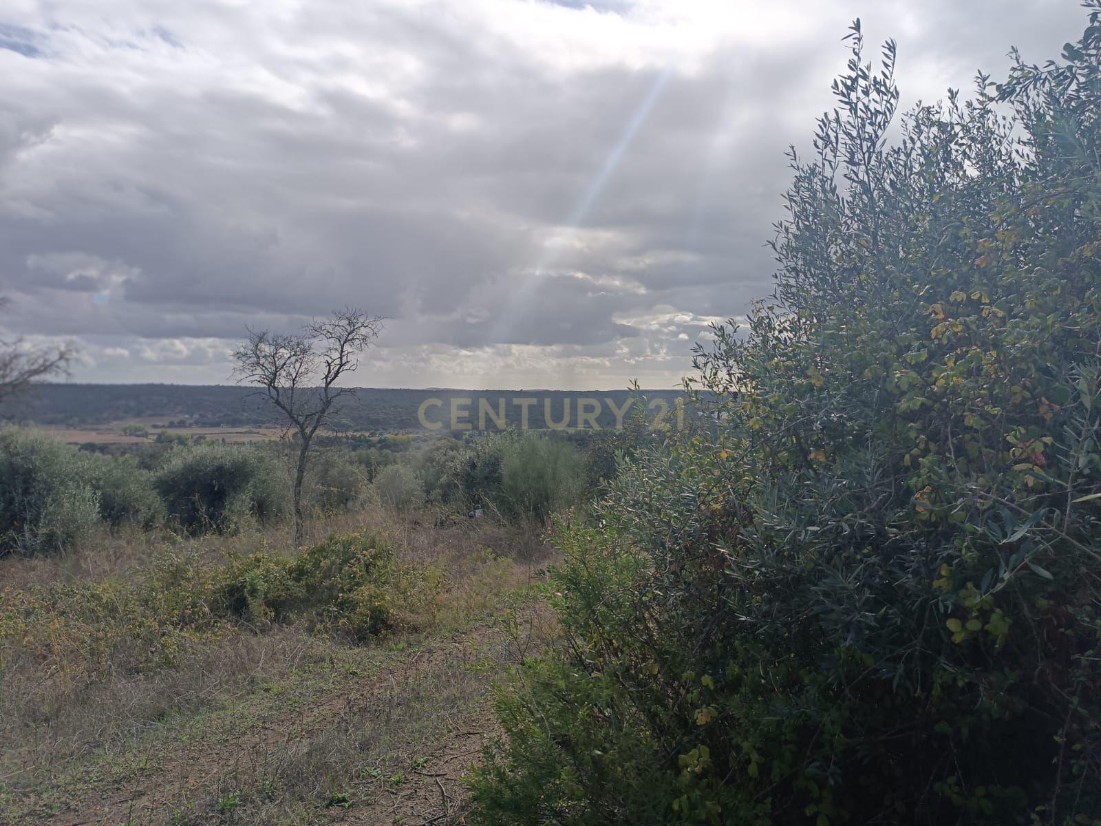 Terreno perto da Barragem de Montargil - Image 7