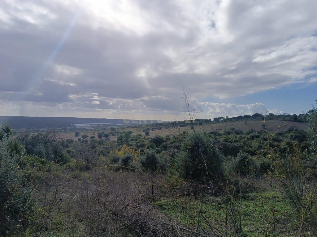 Terreno perto da Barragem de Montargil - Image 6