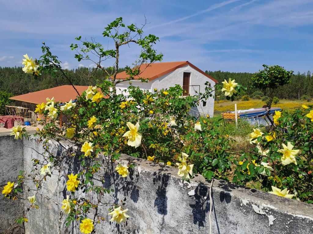 Quinta com 71280 m2  em Palvarinho, Castelo Branco - Image 2