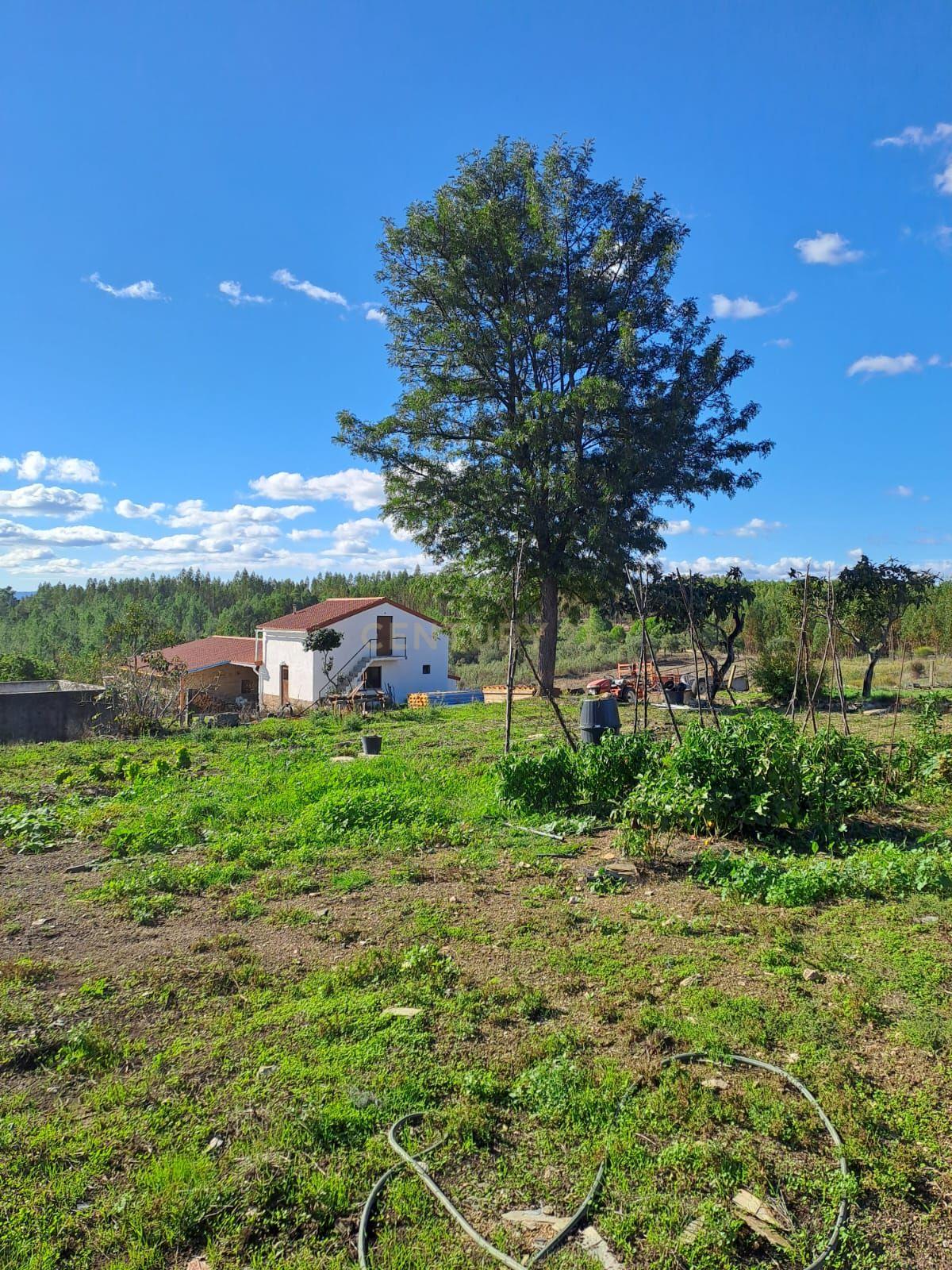 Quinta com 71280 m2 em Palvarinho, Castelo Branco - Image 4