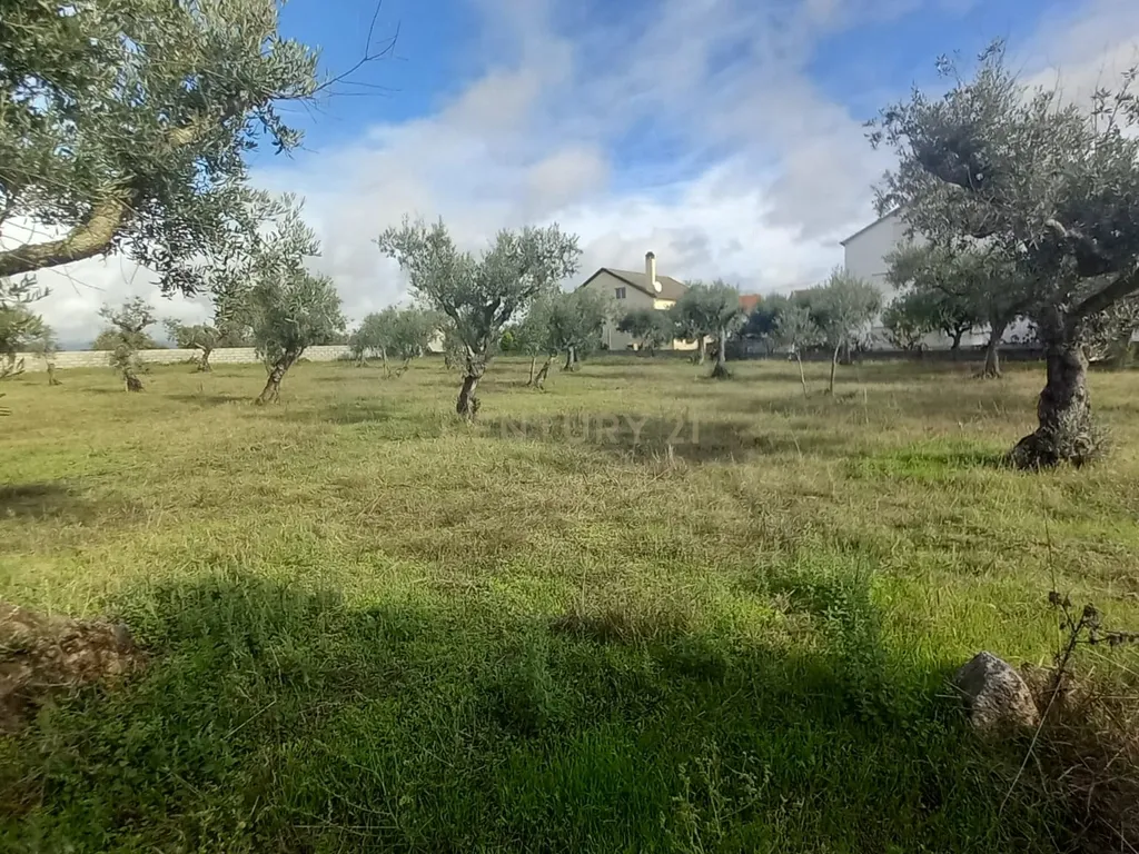 Olival com 4000m2 Lardosa - Image 10