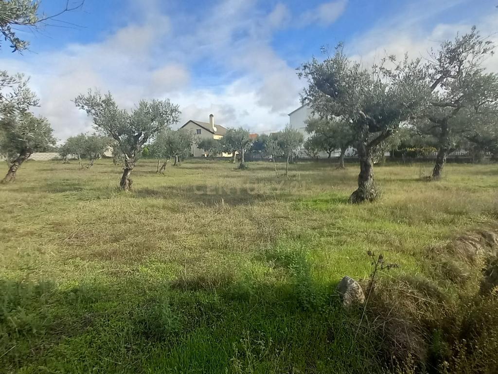 Olival com 4000m2 Lardosa - Image 9