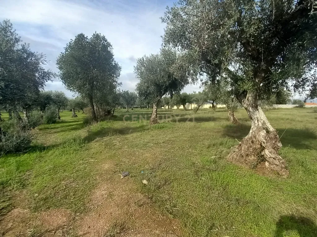 Olival com 4000m2 Lardosa - Image 8