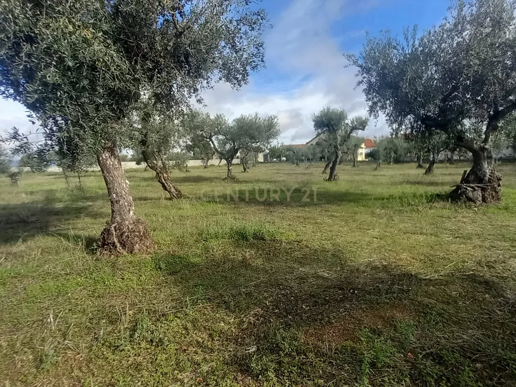 Olival com 4000m2 Lardosa - Image 6