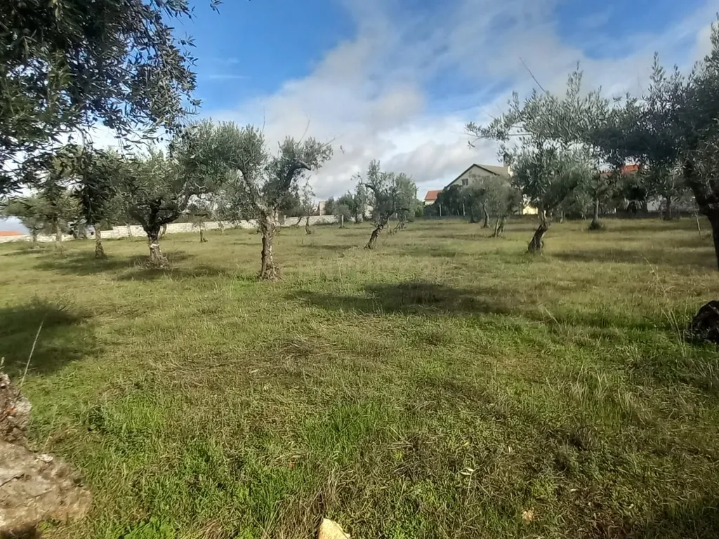 Olival com 4000m2 Lardosa - Image 7