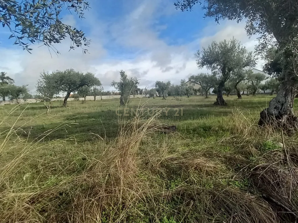 Olival com 4000m2 Lardosa - Image 5