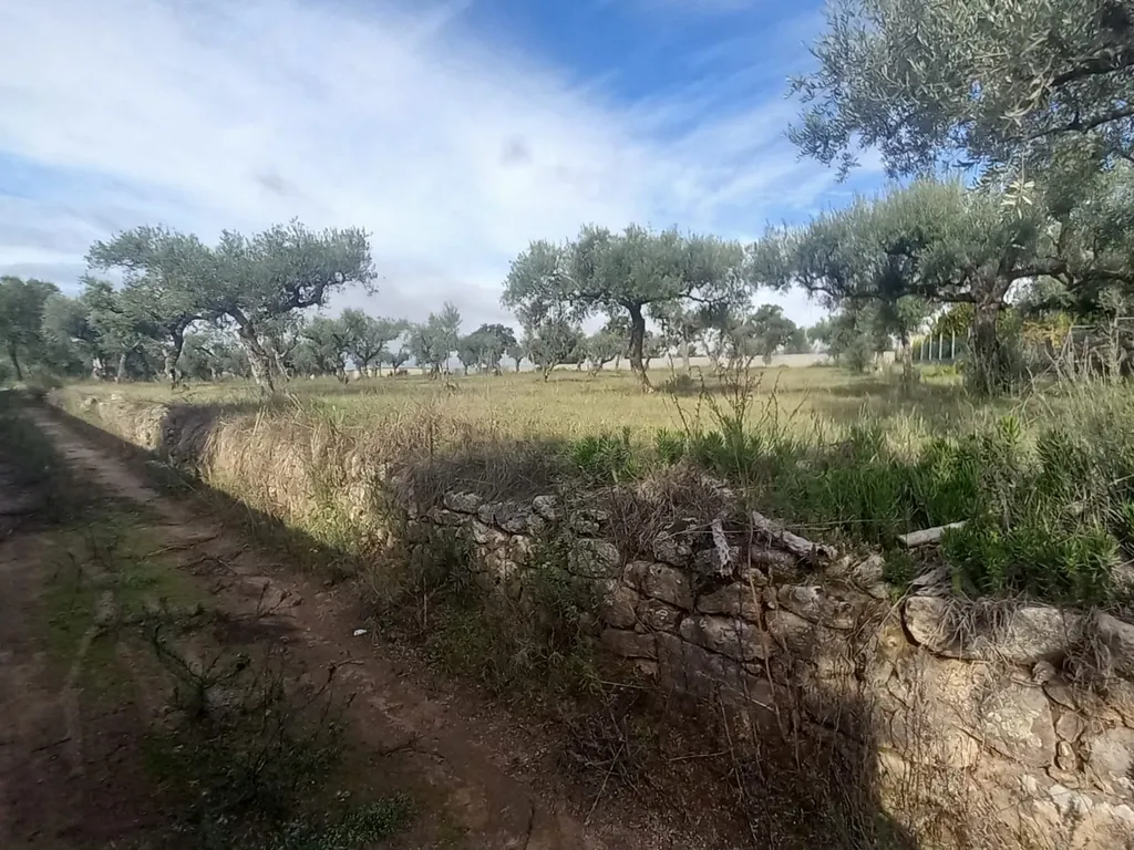 Olival com 4000m2 Lardosa - Image 1