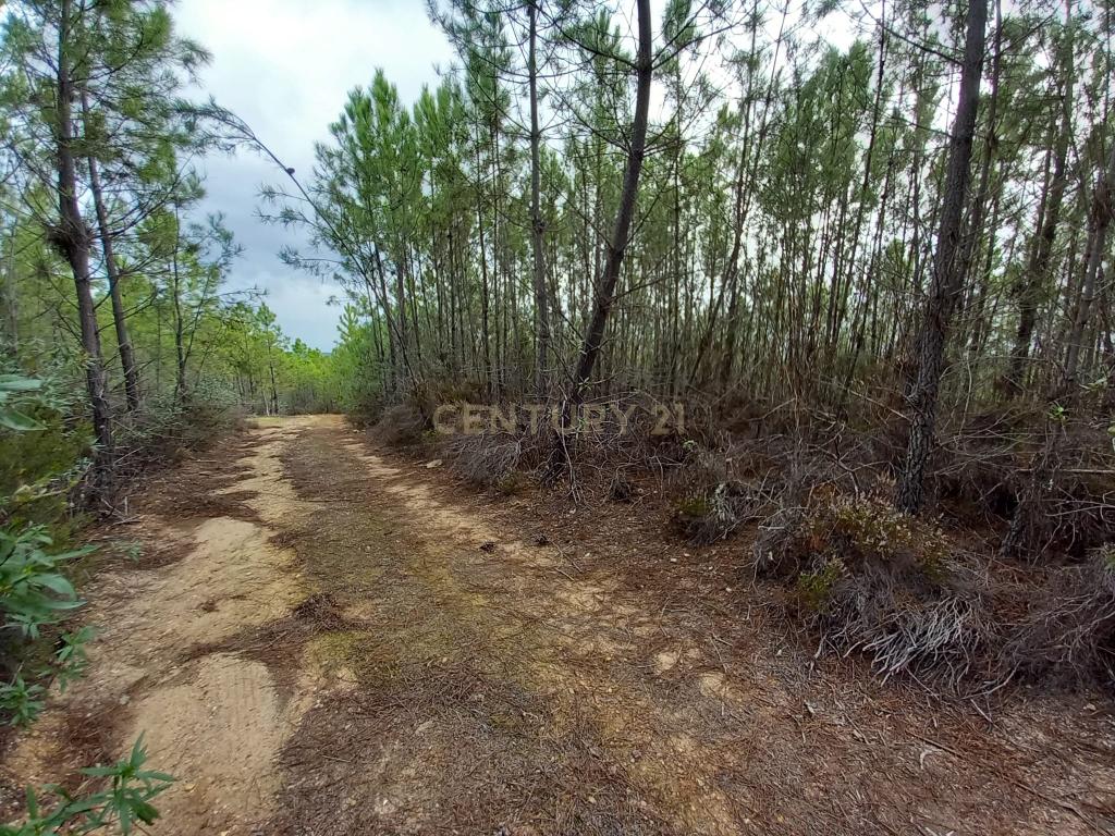 Pinhal com 1,5 ha Vale da Pereira-Santo André das Tojeiras - Image 2