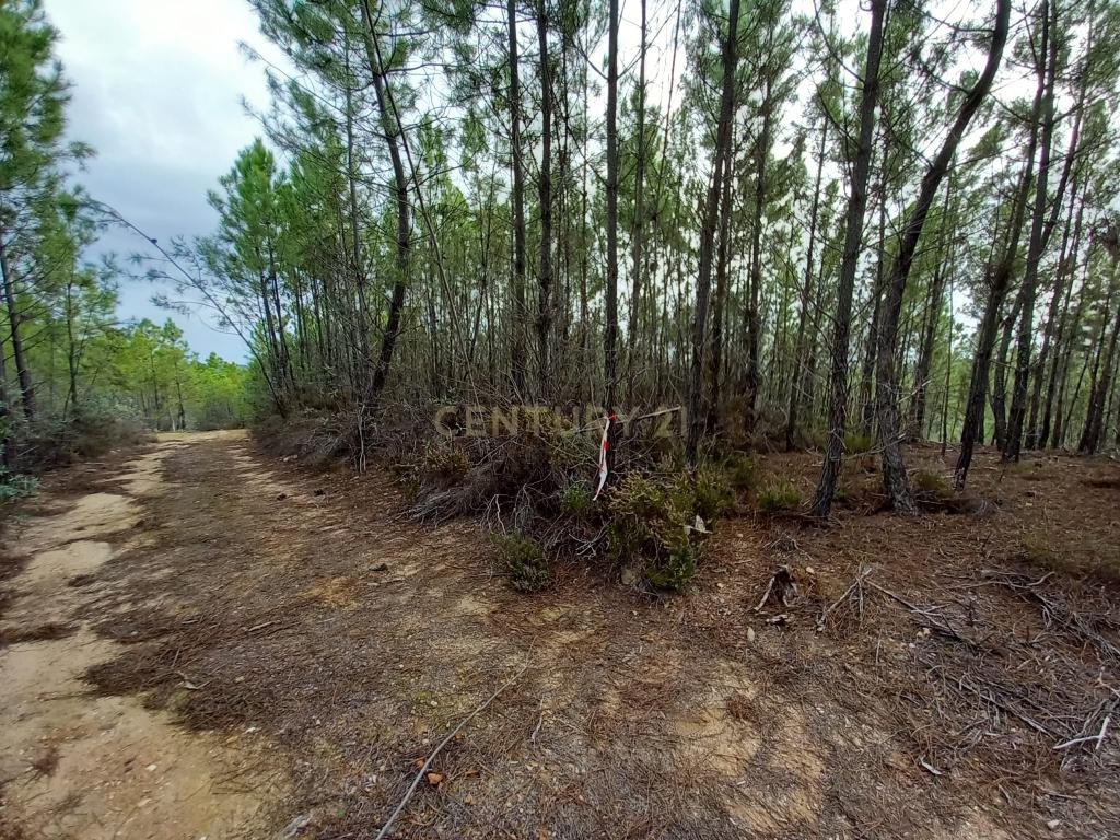 Pinhal com 1,5 ha Vale da Pereira-Santo André das Tojeiras - Image 3