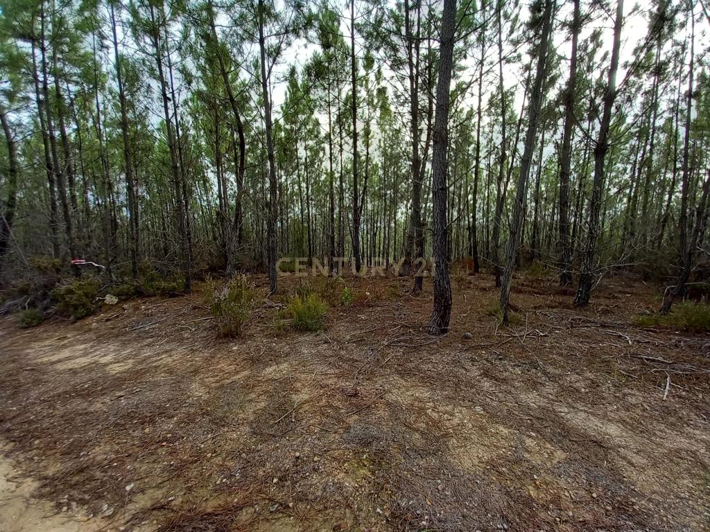Pinhal com 1,5 ha Vale da Pereira-Santo André das Tojeiras - Image 6