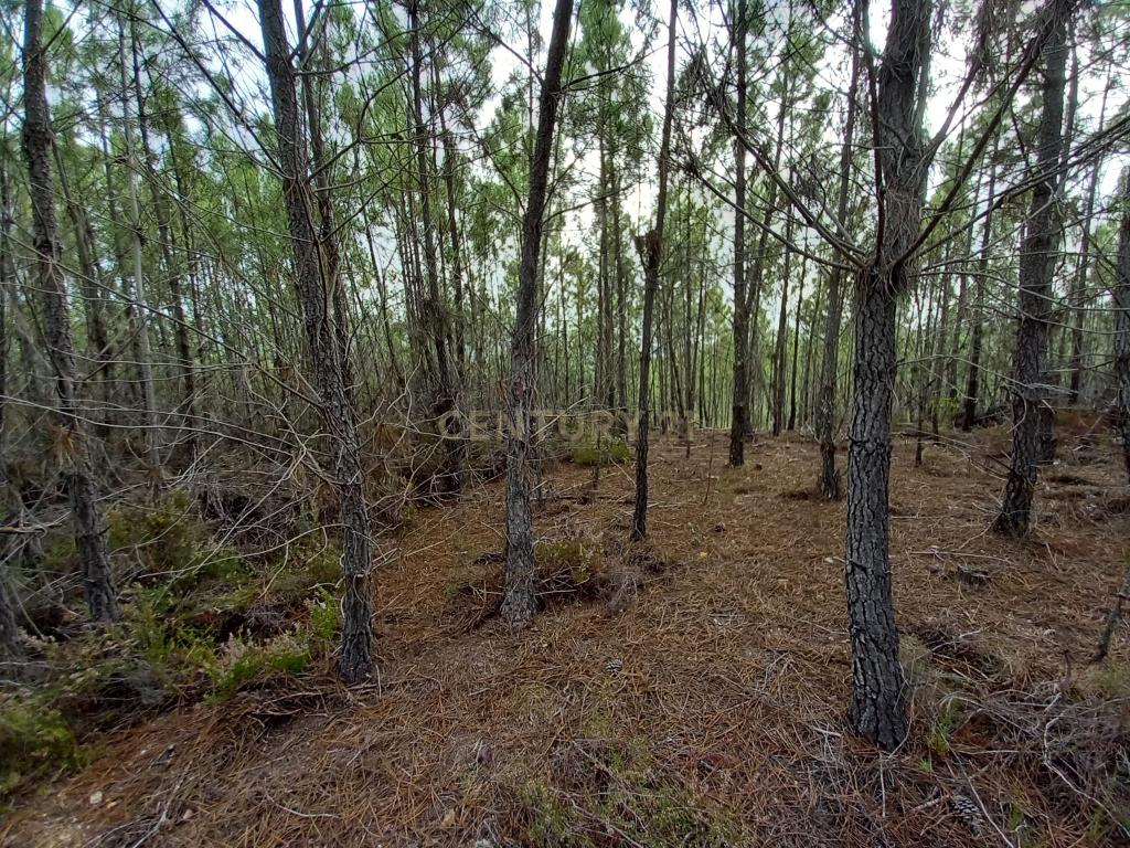 Pinhal com 1,5 ha Vale da Pereira-Santo André das Tojeiras - Image 1