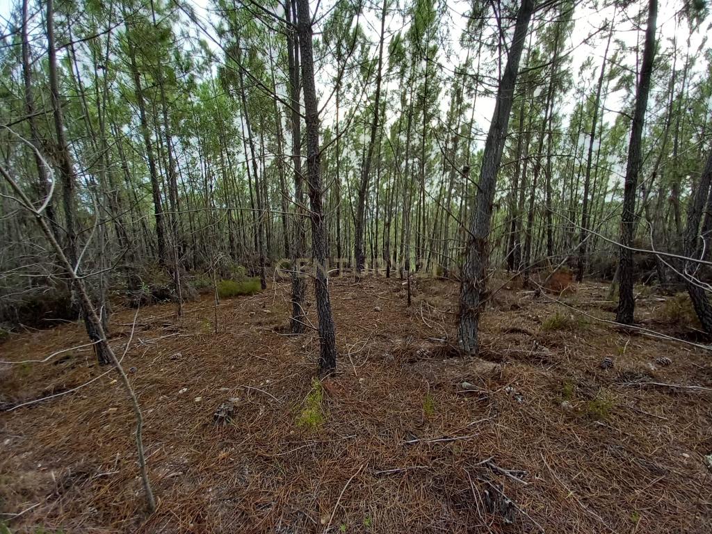 Pinhal com 1,5 ha Vale da Pereira-Santo André das Tojeiras - Image 4