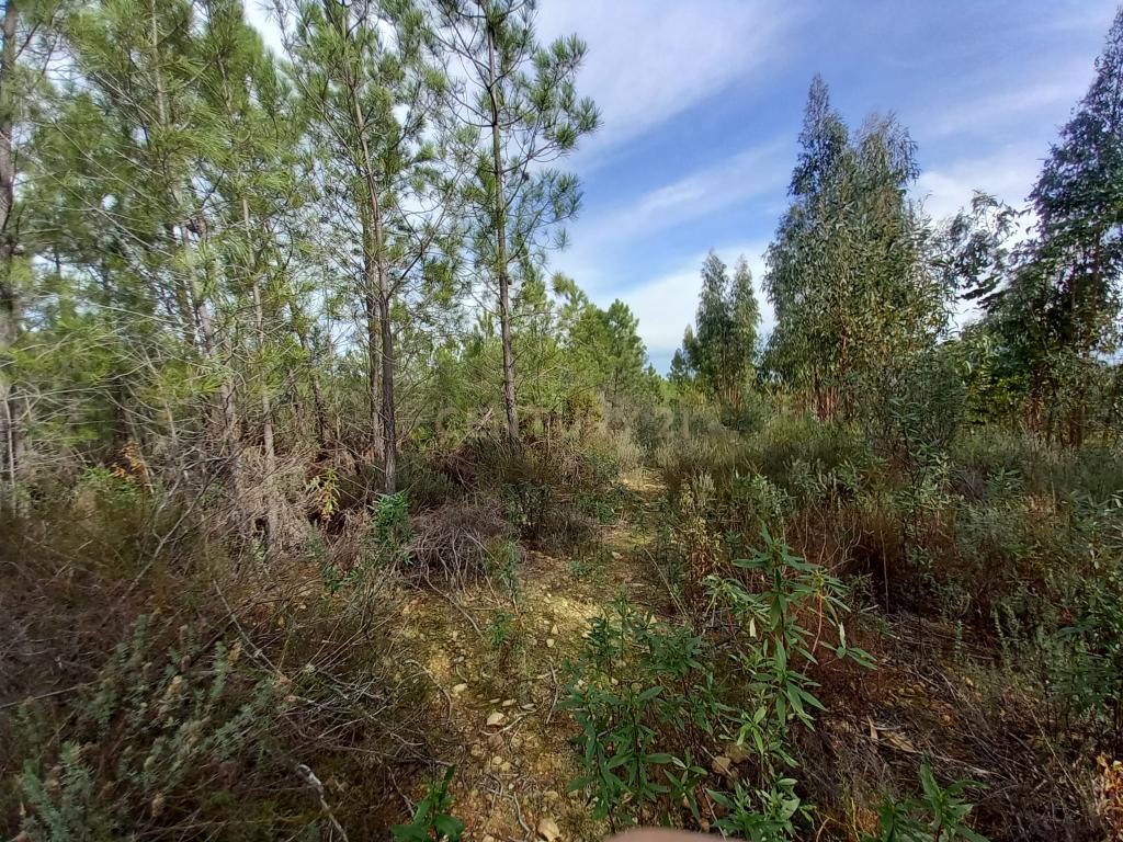 Terreno com 1,3 ha Vale da Pereira-Santo André das Tojeiras - Image 3