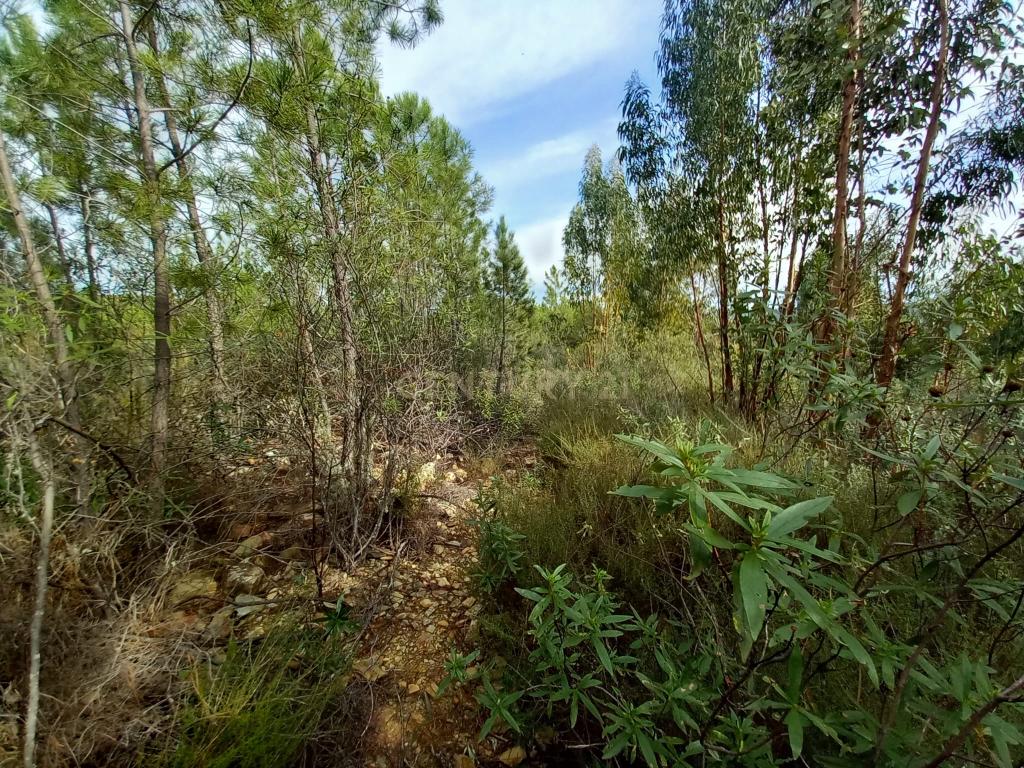 Terreno com 1,3 ha Vale da Pereira-Santo André das Tojeiras - Image 4