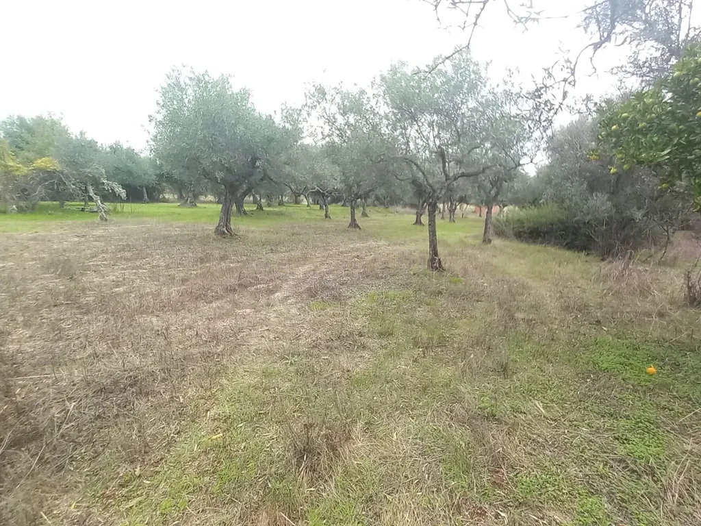 Terreno Rustico Lardosa - Image 12