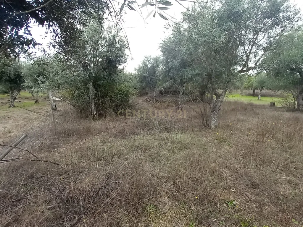 Terreno Rustico Lardosa - Image 8