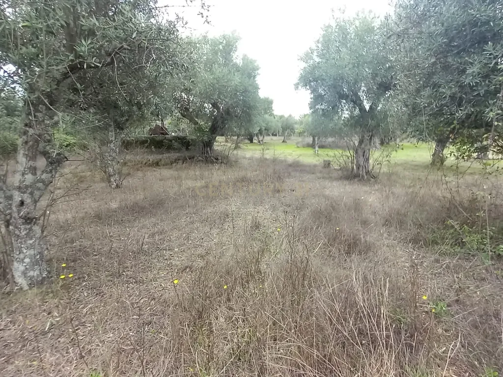 Terreno Rustico Lardosa - Image 7
