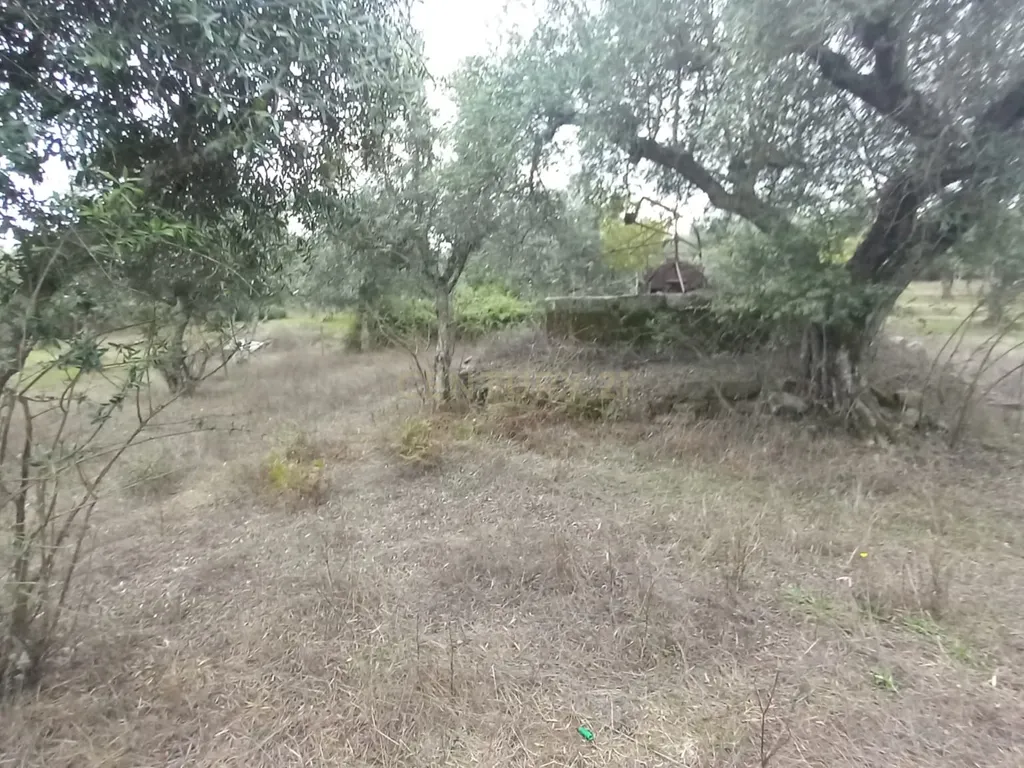 Terreno Rustico Lardosa - Image 11