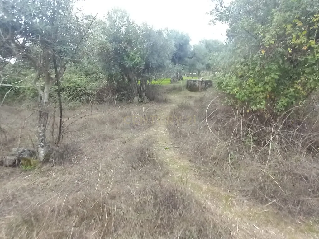 Terreno Rustico Lardosa - Image 2