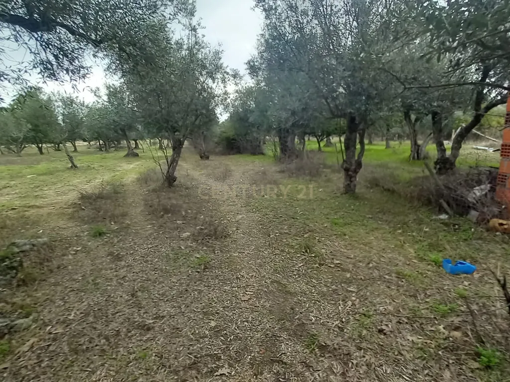 Terreno Rustico Lardosa - Image 4