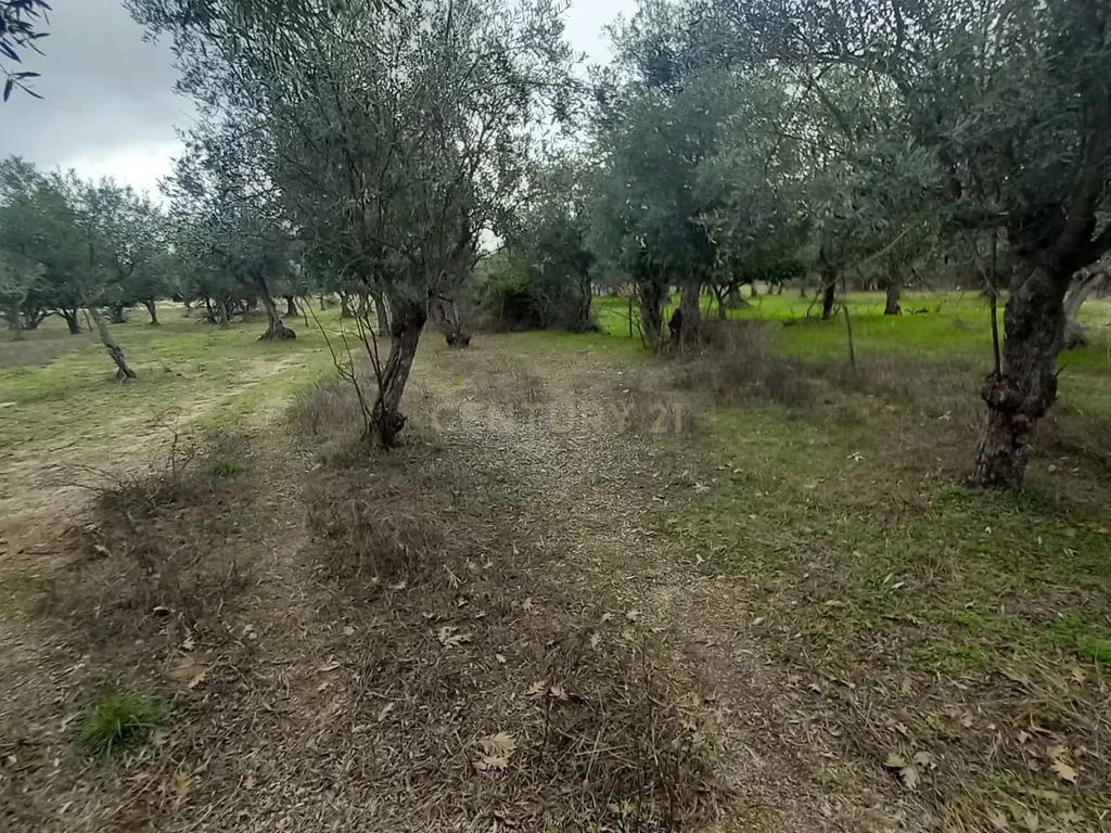 Terreno Rustico Lardosa - Image 13